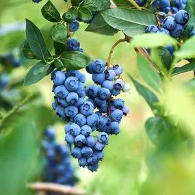 Blueberry Bluecrop (Vaccinium 'Bluecrop') 1